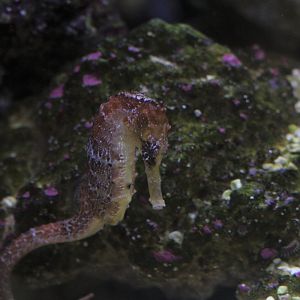 Longsnout seahorse (Hippocampus reidi)