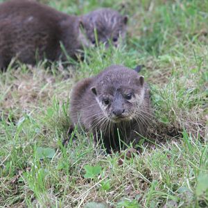 Asian small-clawed otter (Aonyx cinereus) (4.5 months old)