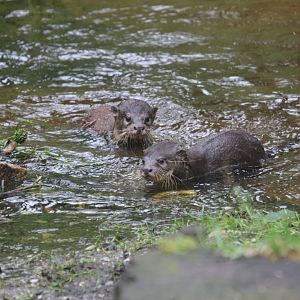 Asian small-clawed otter (Aonyx cinereus) (4.5 months old)
