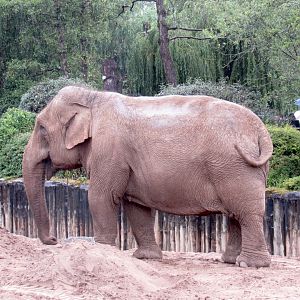 Asian Elephant