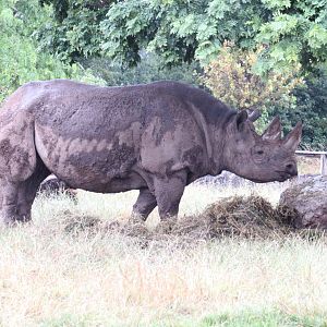 Eastern Black Rhinoceros