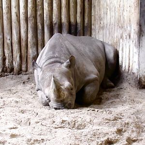 Eastern Black Rhinoceros