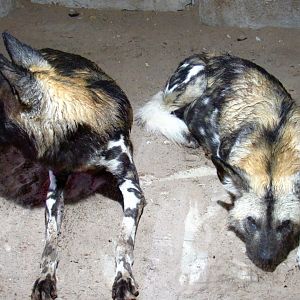 Painted Dog
