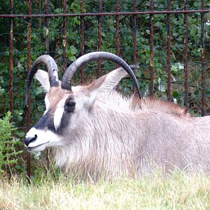 Roan Antelope