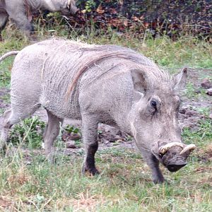 Common Warthog