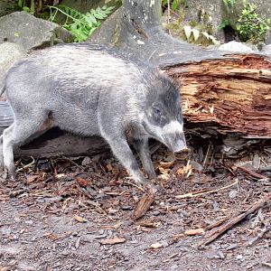 Visayan Warty Pig
