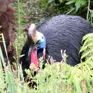 Southern Cassowary