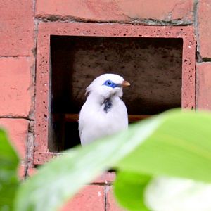 Bali Starling