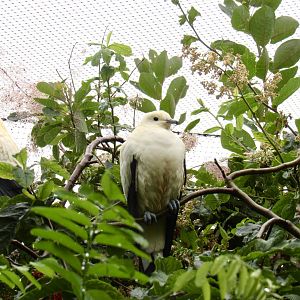 Pied Imperial Pigeon
