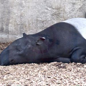 Malayan Tapir