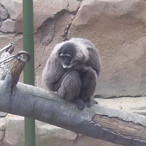 Silvery Gibbon