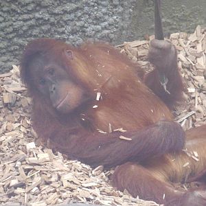 Sumatran Orangutan