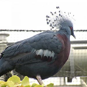 Victoria Crowned Pigeon