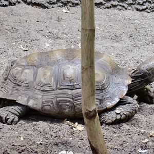 Asian Giant Tortoise