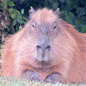 Capybara