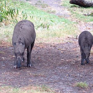 Northern Babirusa