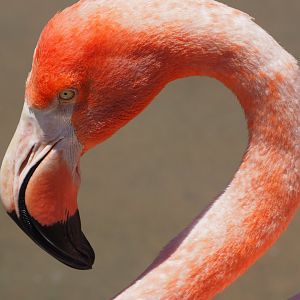 American (Caribbean) flamingo