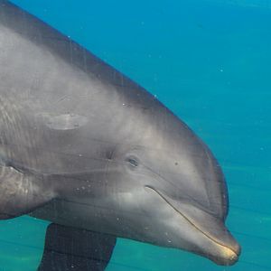 Bottlenose dolphin