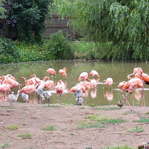 American Flamingo