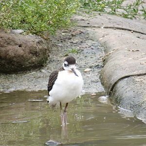 Black-Necked Stilt