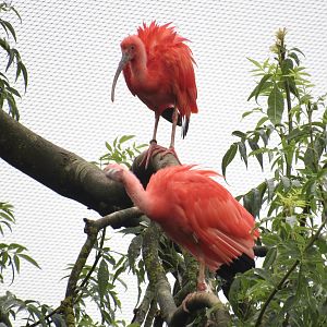Scarlet Ibis