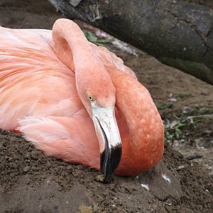 American Flamingo