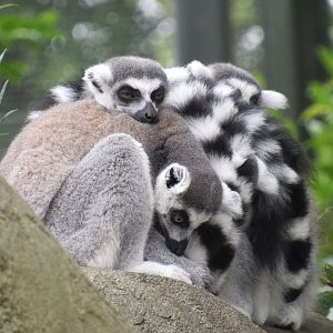 Ring-Tailed Lemur