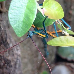 Malagasy Giant Stick Insect