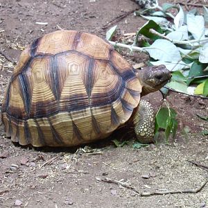 Ploughshare Tortoise