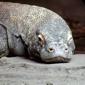Komodo Dragon
