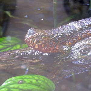 Chinese Crocodile Lizard