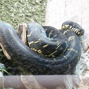 Boelen’s Python