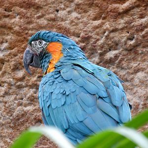Blue-Throated Macaw