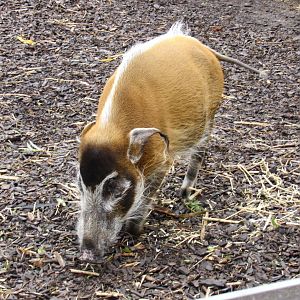 Red River Hog