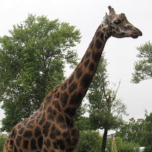 Rothschild’s Giraffe