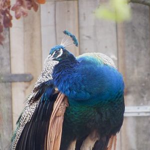 Indian Peafowl