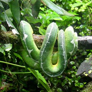 Green Tree Boa