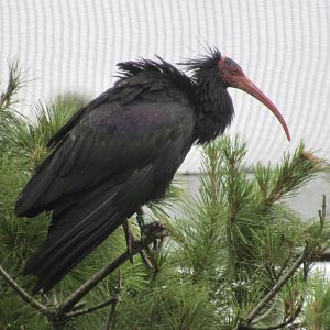 Northern Bald Ibis