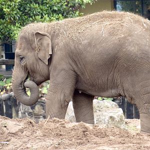 Asian Elephant