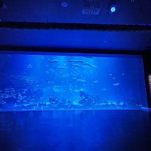 Main Tank View from Bean Bags at Atlantis Aquarium Madrid, 20th May 2022