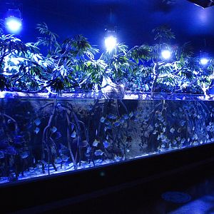 Mangrove Tank at Atlantis Aquarium Madrid, 20th May 2022