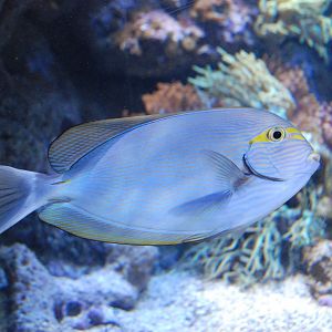 Elongate Surgeonfish at Atlantis Aquarium Madrid, 20th May 2022
