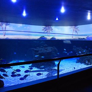 Shallow Tropical Seas Tank at Atlantis Aquarium Madrid, 20th May 2022