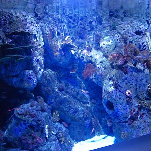 Moray Eel Tank at Atlantis Aquarium Madrid, 20th May 2022