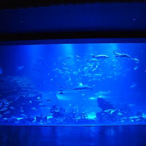 Main Tank View at Atlantis Aquarium Madrid, 20th May 2022
