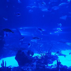 Main Tank View at Atlantis Aquarium Madrid, 20th May 2022