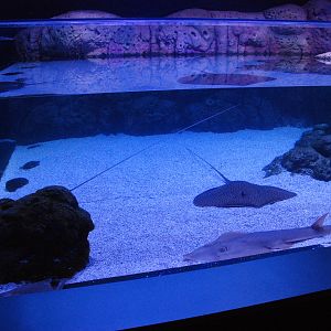 Ray and Guitarfish Tank at Atlantis Aquarium Madrid, 20th May 2022