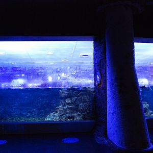 Gentoo Penguin Enclosure at Atlantis Aquarium Madrid, 20th May 2022