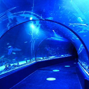 Tunnel Through Main Tank at Atlantis Aquarium Madrid, 20th May 2022