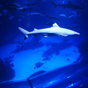 Upper View of Main Tank at Atlantis Aquarium Madrid, 20th May 2022